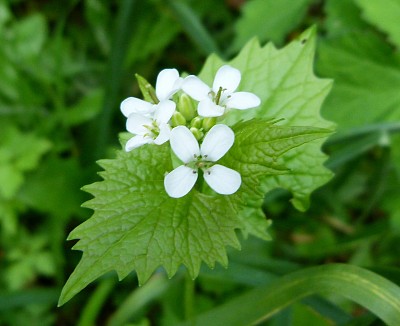 souci, cuisiner avec des plantes sauvages