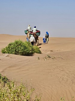 Marche afghane, marche consciente dans le désert avec les dromadaires